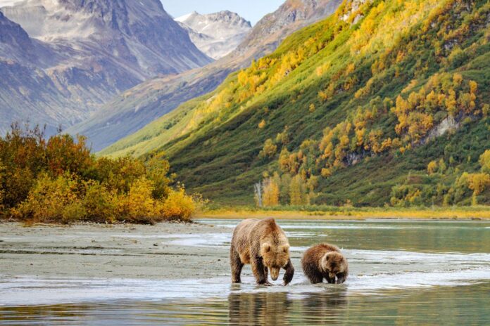 Explore Waterfalls and Spirit Bears on a Unique Alaska Cruise with Holland America